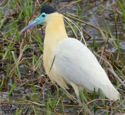 File:Capped Heron (Pilherodius pileatus).jpg