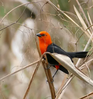 File:Scarlet-headed Blackbird (Amblyramphus holosericeus) - 48208488346.jpg