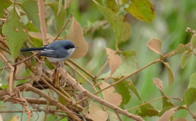 File:Masked Gnatcatcher (Polioptila dumicola).jpg
