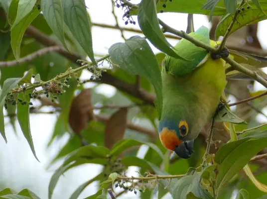 File:Peach-fronted Parakeet (Eupsittula aurea) feeding on small black fruits ... - 48205504522.jpg
