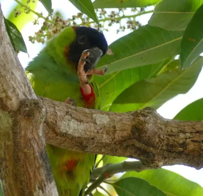 File:Nanday Parakeet (Aratinga nenday).jpg