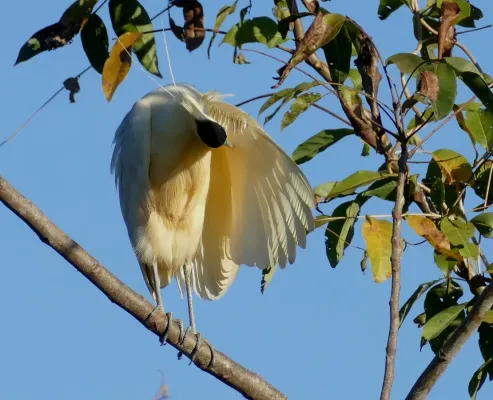 File:Capped Heron (Pilherodius pileatus) preening.jpg