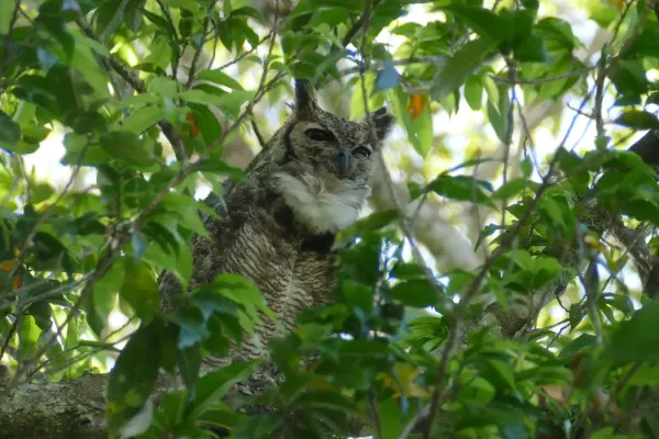 File:Great Horned Owl (Bubo virginianus).jpg