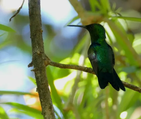File:Fork-tailed Woodnymph (Thalurania furcata) male.jpg