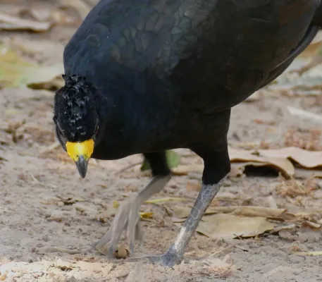 File:Bare-faced Curassow (Crax fasciolata) male.jpg