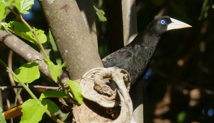 File:Crested Oropendola (Psarocolius decumanus).jpg