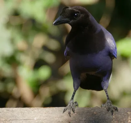 File:Purplish Jay (Cyanocorax cyanomelas).jpg