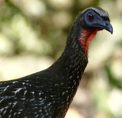 File:Chestnut-bellied Guan (Penelope ochrogaster) - 48153625841.jpg
