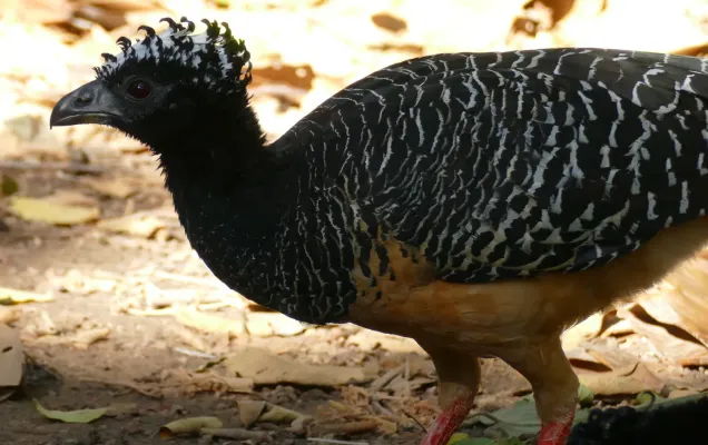 File:Bare-faced Curassow (Crax fasciolata) female.jpg