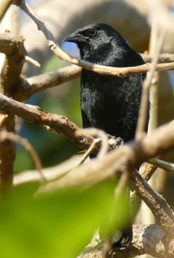 File:Chopi Blackbird (Gnorimopsar chopi).jpg