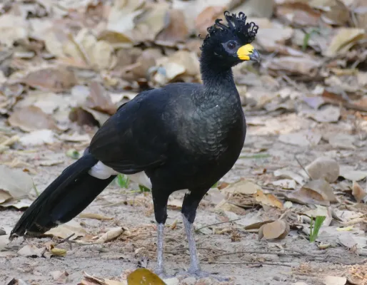 File:Bare-faced Curassow (Crax fasciolata) male ... - 48153432576.jpg