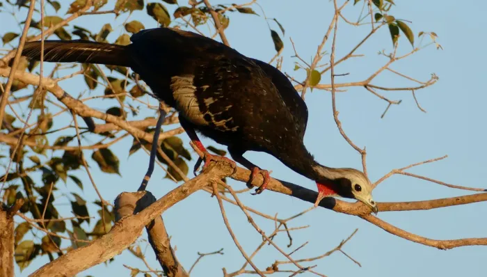 File:Red-throated Piping Guan (Pipile cujubi) - 48147524637.jpg