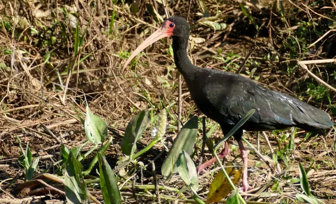 File:Bare-faced Ibis (Phimosus infuscatus) - 48144012322.jpg