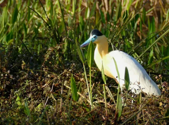 File:Capped Heron (Pilherodius pileatus) - 48143866001.jpg