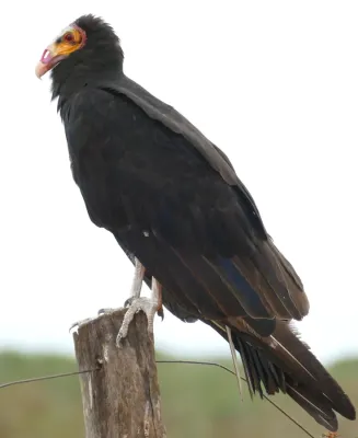 File:Lesser Yellow-headed Vulture (Cathartes burrovianus) - 48139152782.jpg