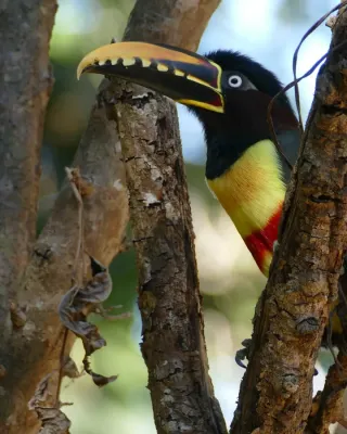 File:Chestnut-eared Aracari (Pteroglossus castanotis) - 48128926917.jpg