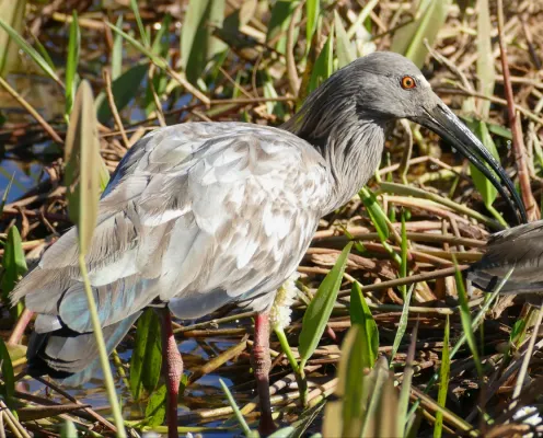 File:Plumbeous Ibis (Theristicus caerulescens) - 48116583507.jpg