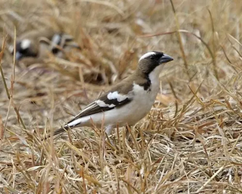 File:White-browed Sparrow-Weaver (Plocepasser mahali) 5.jpg
