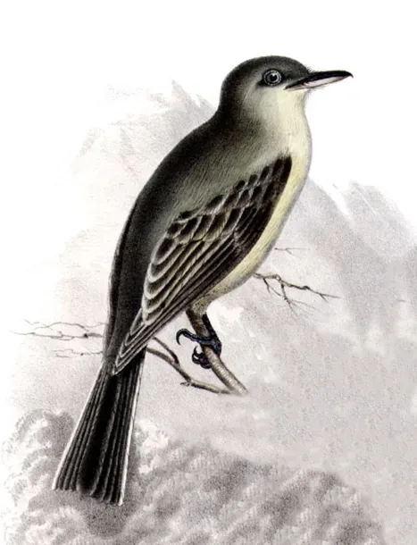 File:Empidonax wrightii AQBIP11CA.jpg