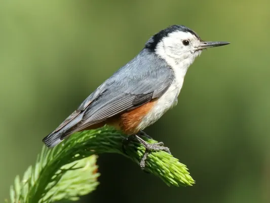File:White-cheeked Nuthatch (Sitta leucopsis) (39661424053) (cropped).jpg