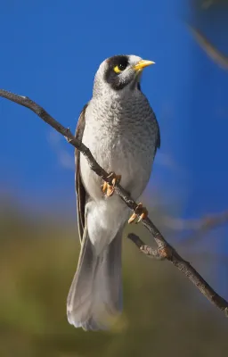 File:Manorina melanocephala AF.jpg