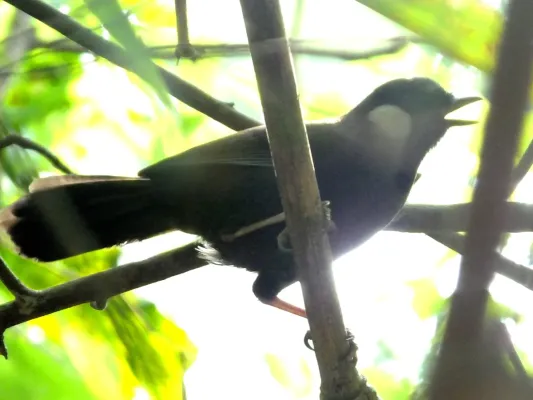 File:Pterorhinus chinensis (14057972711).jpg