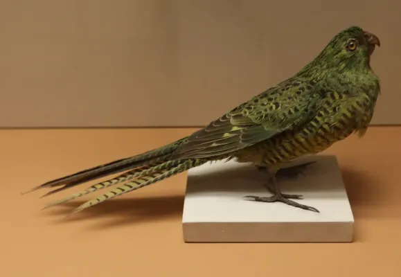 File:Taxidermied Pezoporus wallicus.JPG