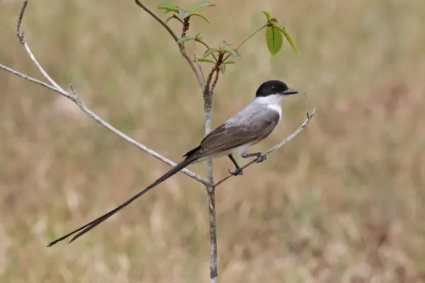 File:Fork-tailed flycatcher (Tyrannus savana monachus) female.jpg