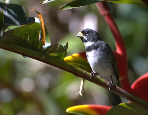 File:Sporophila caerulescens -Piraju-SP -Brazil -male-8a.jpg