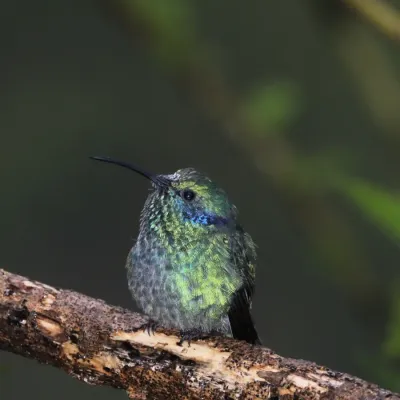 File:Lesser violetear (Colibri cyanotus) 1.jpg