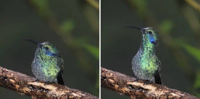 File:Lesser violetear (Colibri cyanotus) composite.jpg