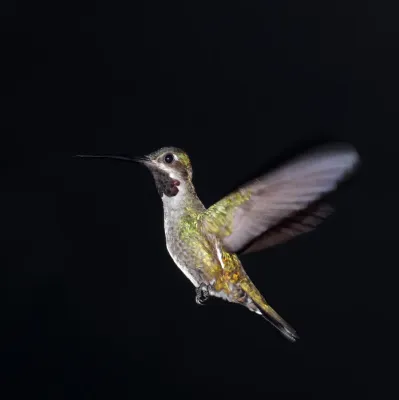 File:Long-billed startthroat (Heliomaster longirostris longirostris) in flight.jpg