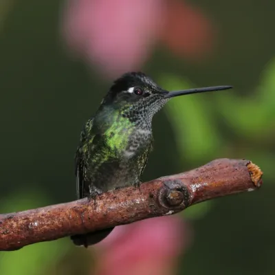 File:Talamanca hummingbird (Eugenes spectabilis) male 1.jpg