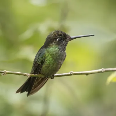 File:Talamanca hummingbird (Eugenes spectabilis) male.jpg