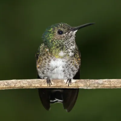 File:White-necked jacobin (Florisuga mellivora mellivora) female.jpg