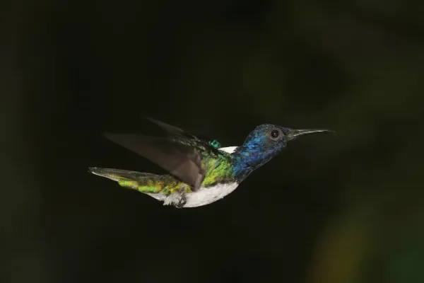 File:White-necked Jacobin (Florisuga mellivora mellivora) male in flight.jpg