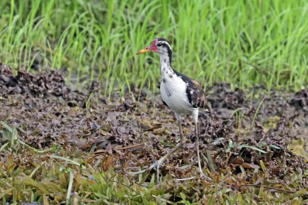 File:Wattled jacana (Jacana jacana hypomelaena) subadult.jpg