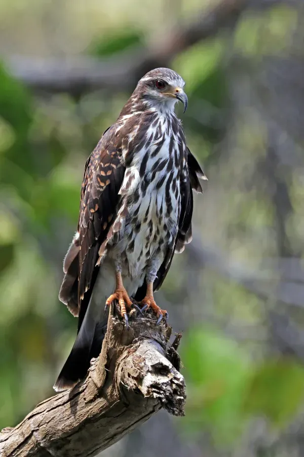 File:Snail kite (Rostrhamus sociabilis) female.jpg