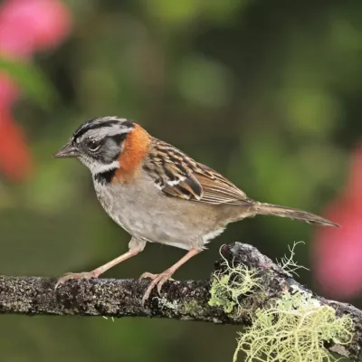 File:Rufous-collared sparrow (Zonotrichia capensis costaricensis).jpg