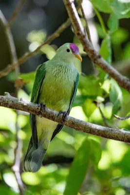 File:Ptilinopus chalcurus imported from iNaturalist photo 17248691 on 23 July 2019.jpg