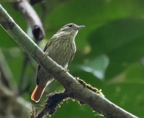 File:Microxenops milleri - Rufous-tailed Xenops; Manacapuru, Amazonas, Brazil.jpg