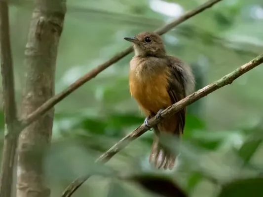File:Thamnomanes caesius - Cinereous Antshrike (female); Manacapuru, Amazonas, Brazil.jpg