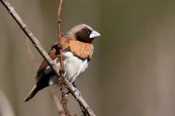 File:Lonchura castaneothorax - Bushells Lagoon.jpg