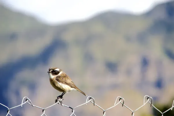 File:Saxicola Tectes, Male, La Réunion 01.jpg