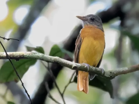 File:Attila citriniventris - Citron-bellied Attila; Careiro, Amazonas, Brazil.jpg