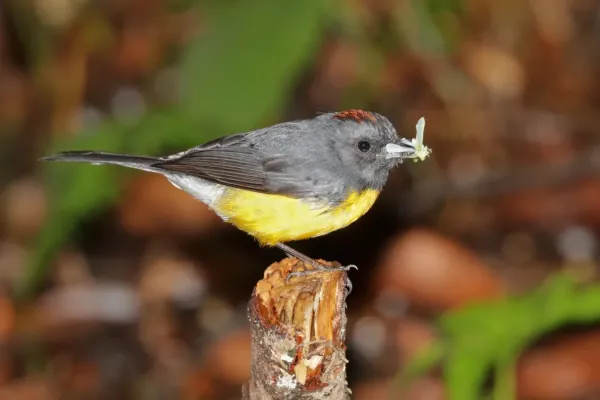 File:Slate-throated whitestart (Myioborus miniatus aurantiacus).jpg