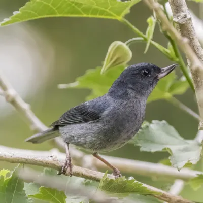 File:Slaty flowerpiercer (Diglossa plumbea) male.jpg
