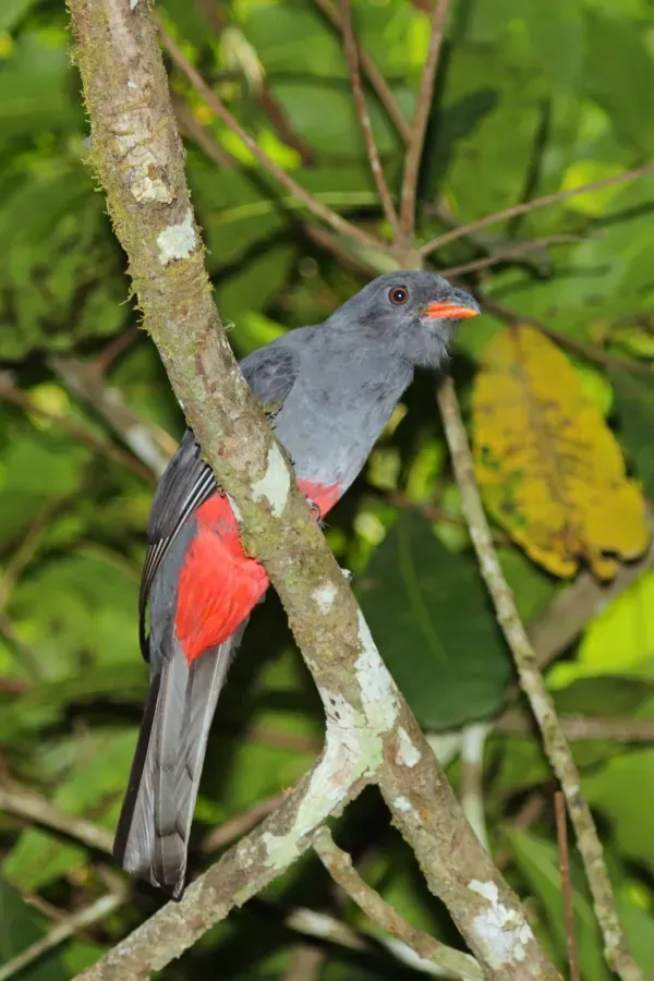 File:Slaty-tailed trogon (Trogon massena hoffmanni) female.jpg