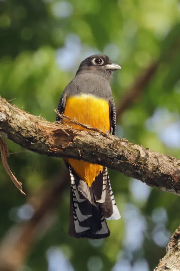 File:Gartered trogon (Trogon caligatus) female.jpg