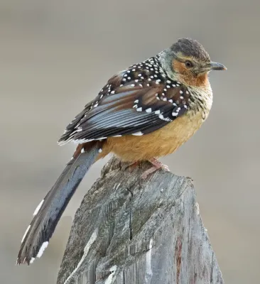 File:Giant Laughingthrush (Ianthocincla maxima).jpg